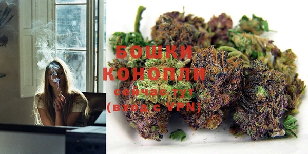 крисы Новодвинск